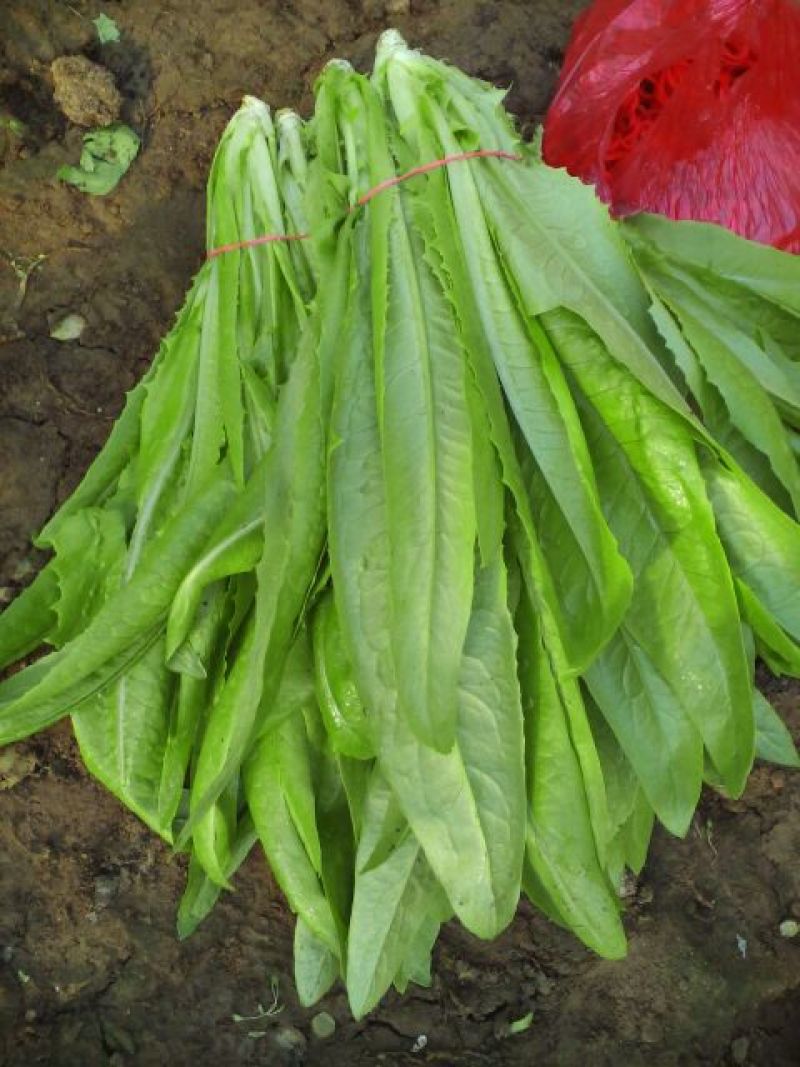 油麦菜30~35厘米以上