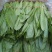 油麦菜30~35厘米以上