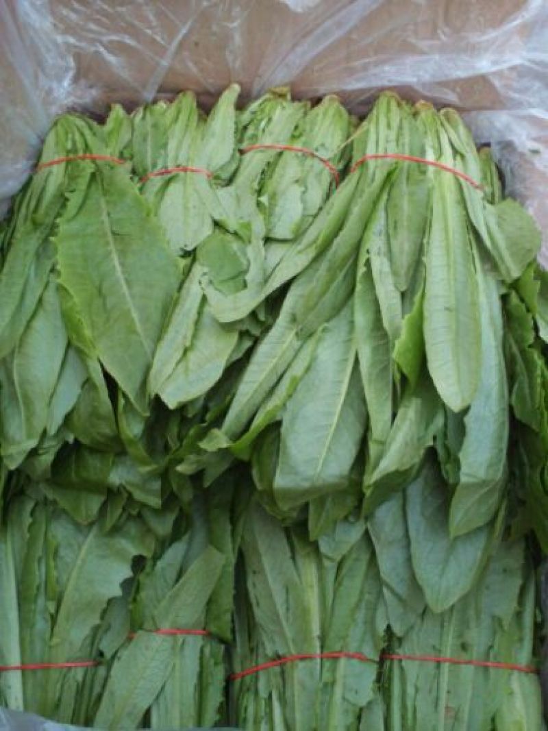 油麦菜30~35厘米以上