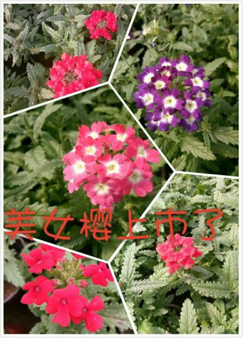 美女樱，基地直销，常年供应各种绿化苗木