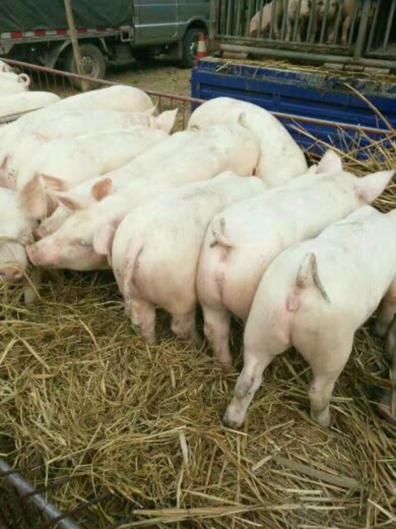 仔猪20~30斤成活率高，防疫到位，送货上门