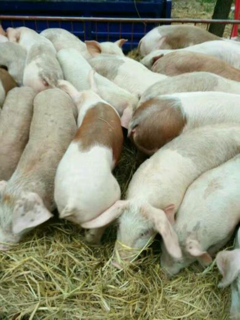 仔猪20~30斤成活率高，防疫到位，送货上门