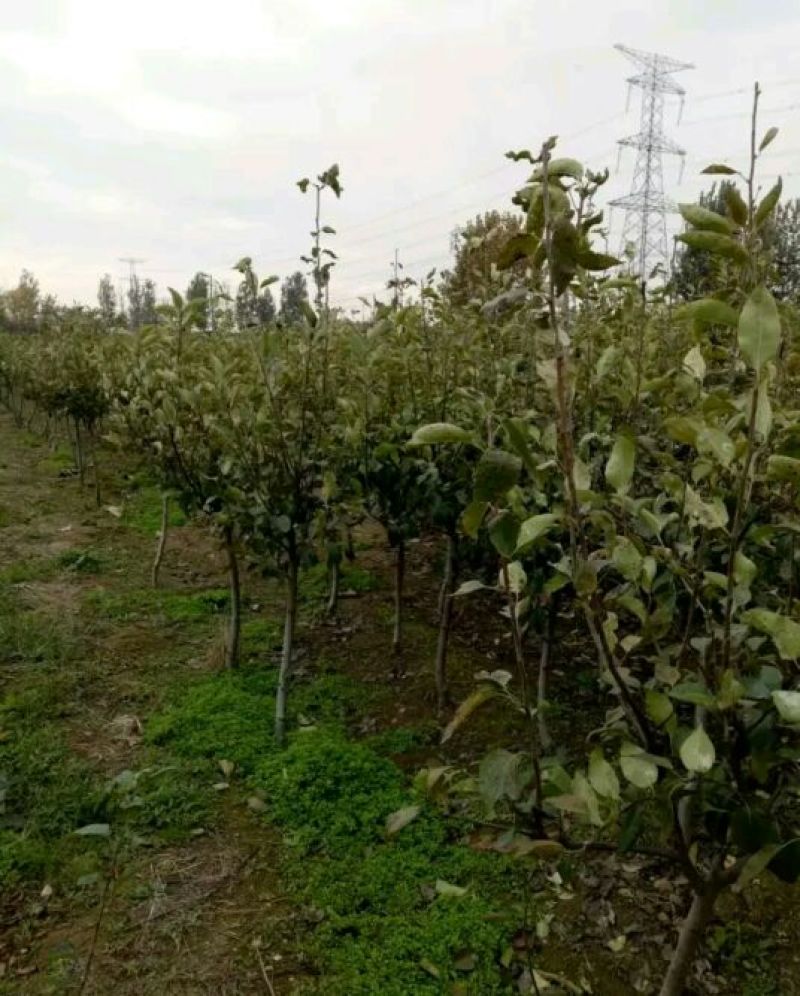 红香酥梨树苗0.8~3cm80cm以上