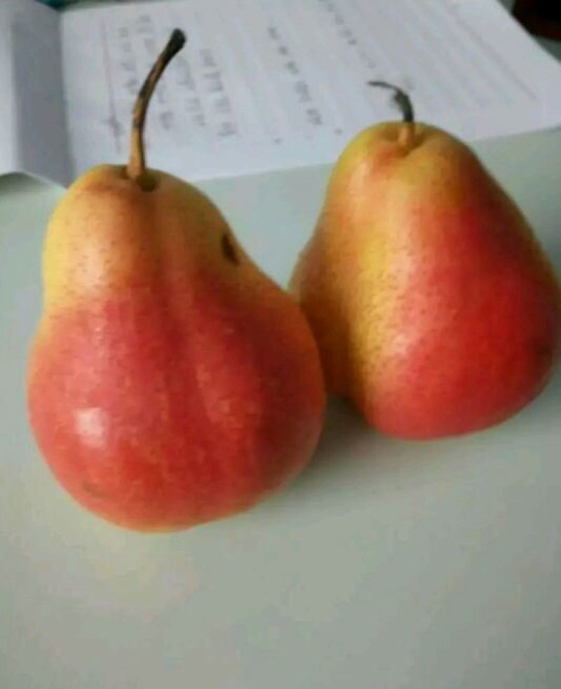 红香酥梨树苗0.8~3cm80cm以上