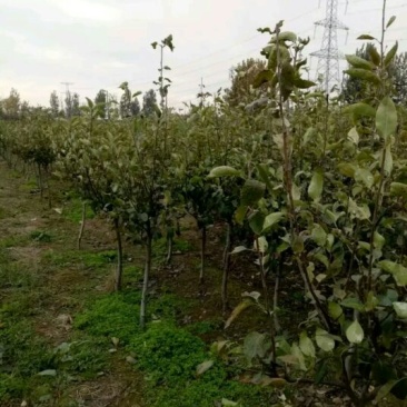 红香酥梨树苗0.8~3cm80cm以上