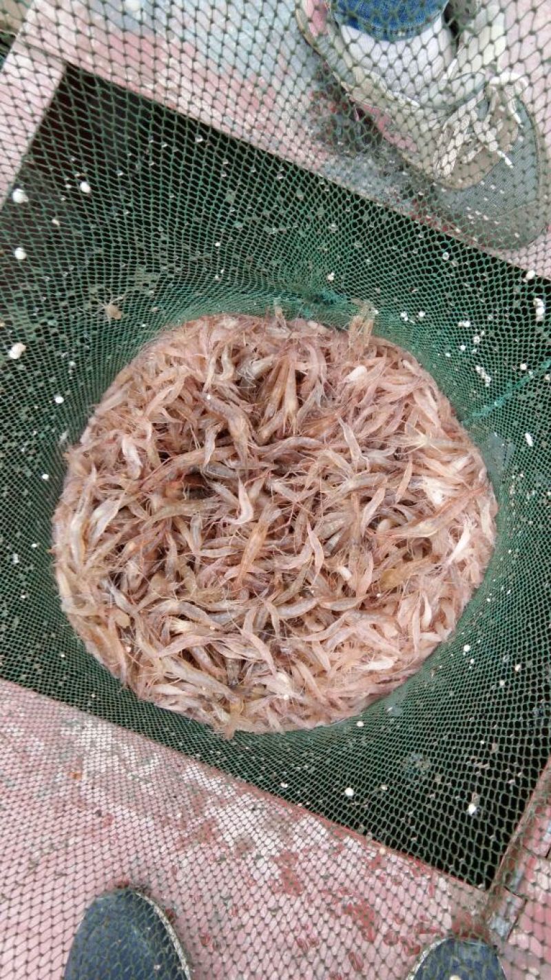 白米虾