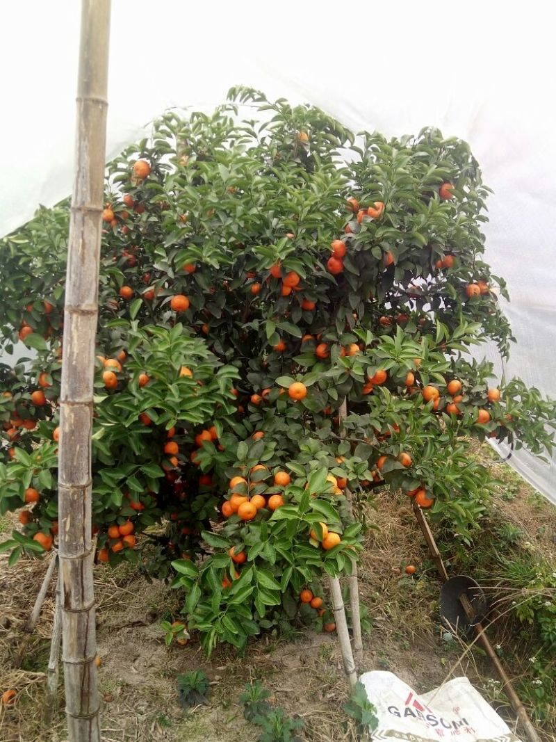 沙糖桔苗30~50cm