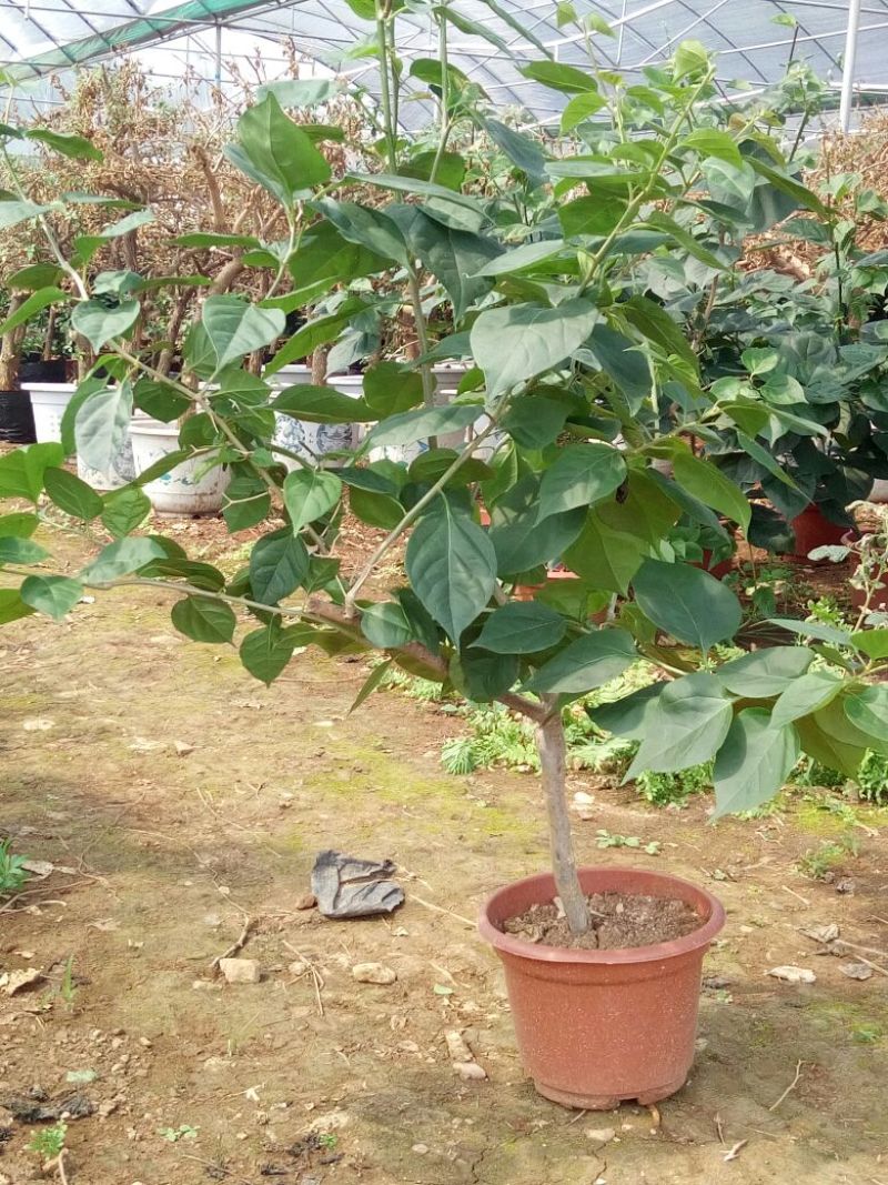 三角梅10~20cm