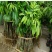 荔枝苗80~100cm