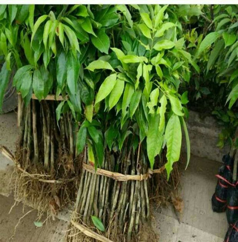 荔枝苗80~100cm