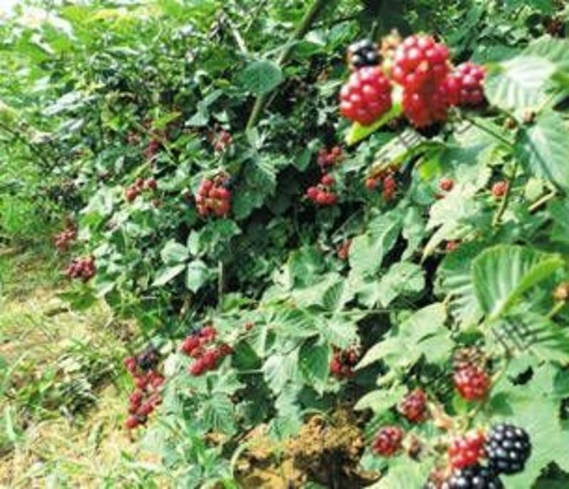 红树莓苗，30～50cm提供种植技术