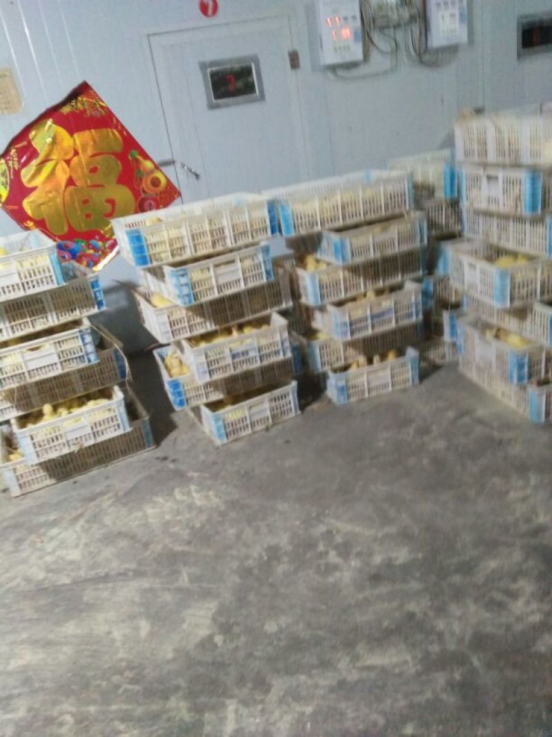 三花鹅苗250g以上