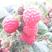 红树莓苗，30～50cm提供种植技术
