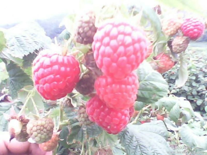 红树莓苗，30～50cm提供种植技术