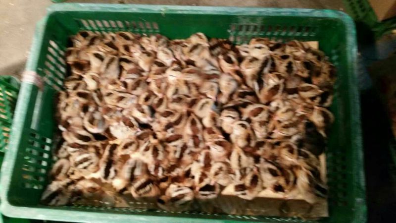 土鸡苗60~70克出壳苗