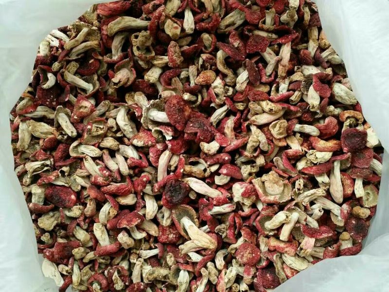 湖北红菇大红菌干货野生菌干品