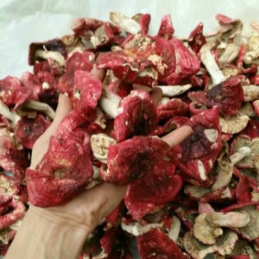 湖北红菇大红菌干货野生菌干品