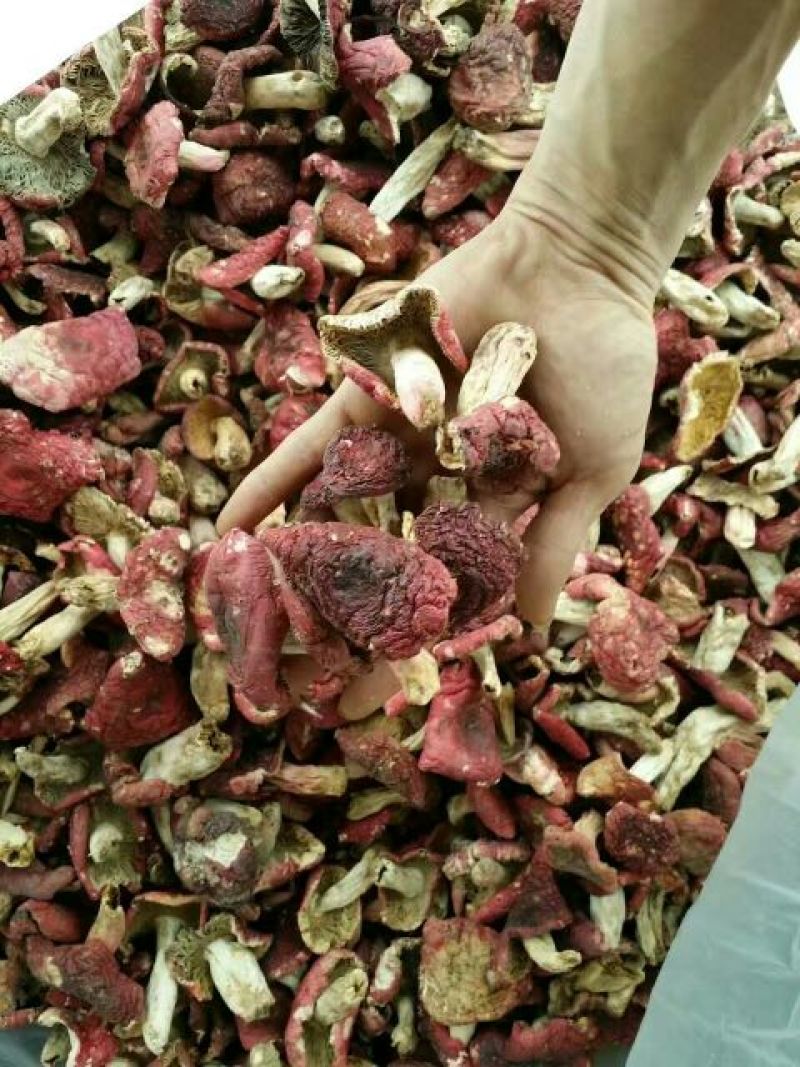 湖北红菇大红菌干货野生菌干品
