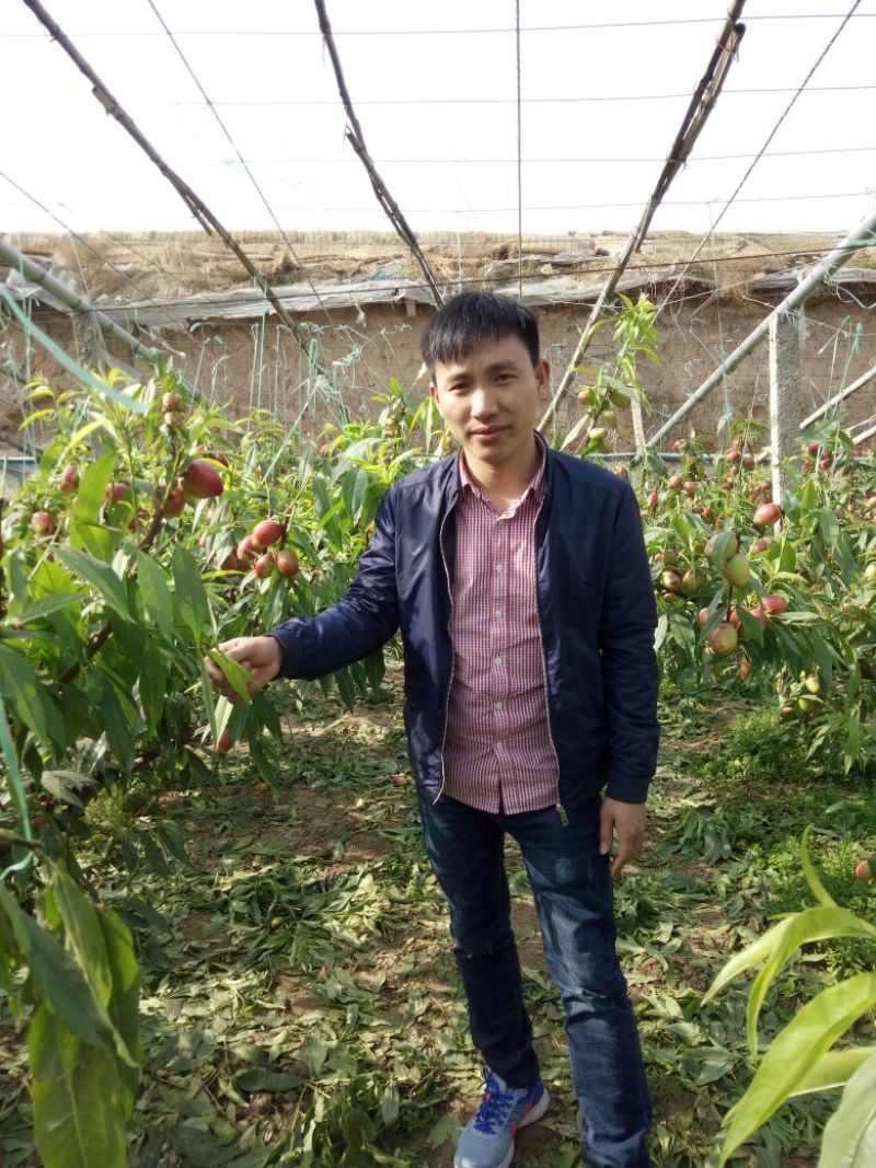 桃树苗30cm以下