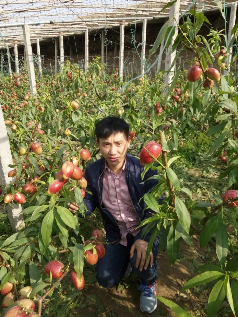 桃树苗30cm以下
