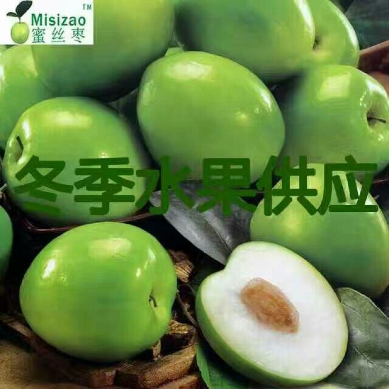 密丝枣苗30cm以下