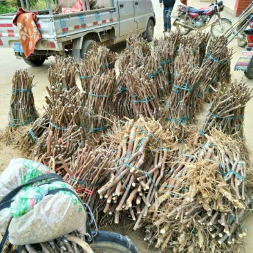密丝枣苗30cm以下