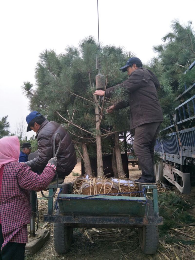 黑松3米黑松苗黑松树苗低格低规格全