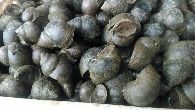 养殖中华圆田螺食用鲜活10～15个/斤长期货源物美价廉