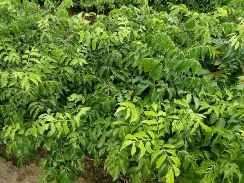 黄皮果苗30~50cmcm，品种齐全，大量现货，基地直发