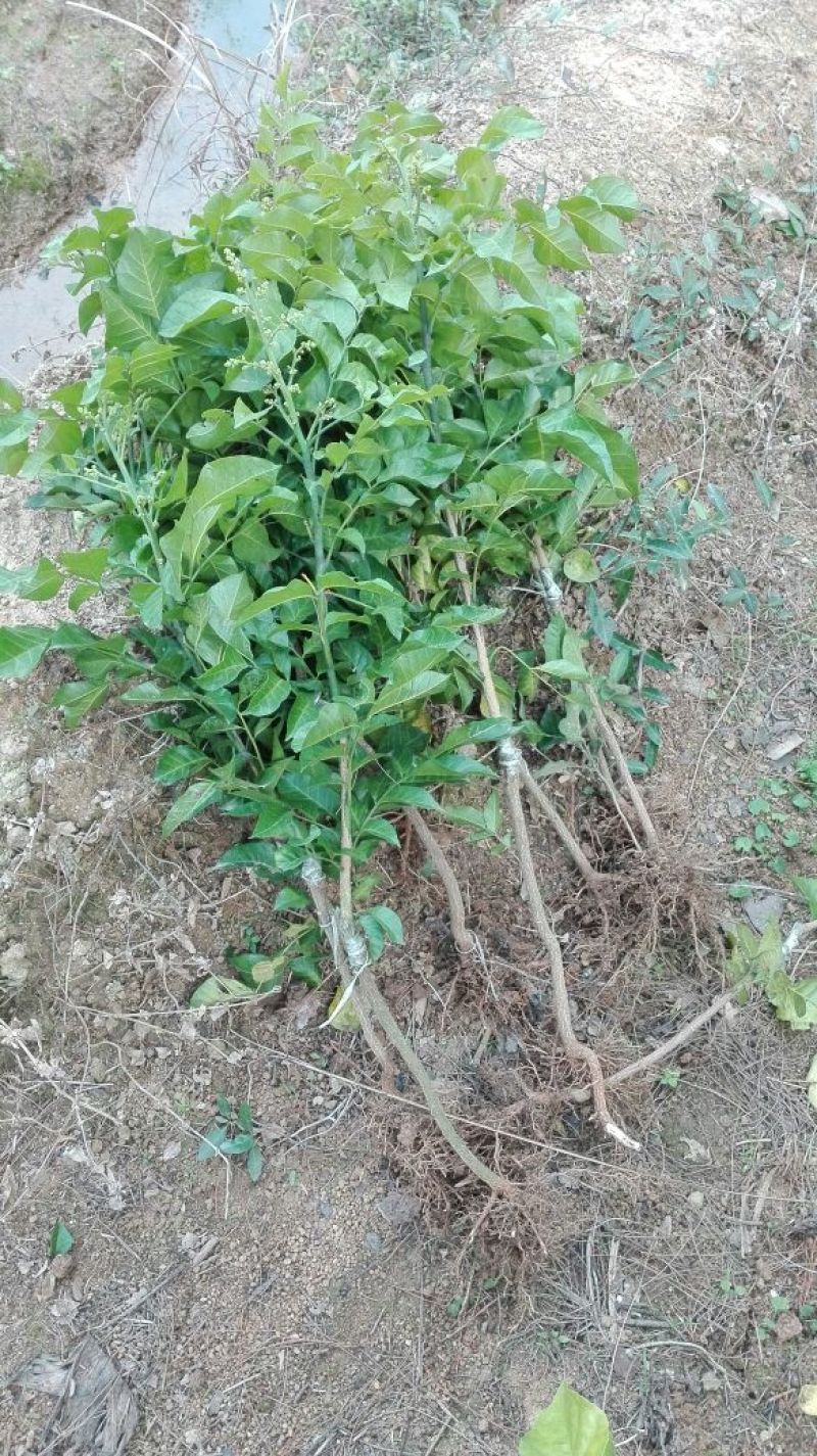 黄皮果苗30~50cmcm，品种齐全，大量现货，基地直发