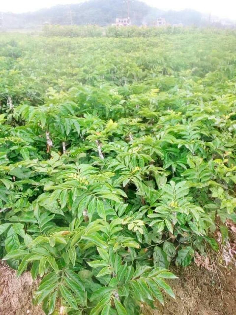 黄皮果苗30~50cmcm，品种齐全，大量现货，基地直发