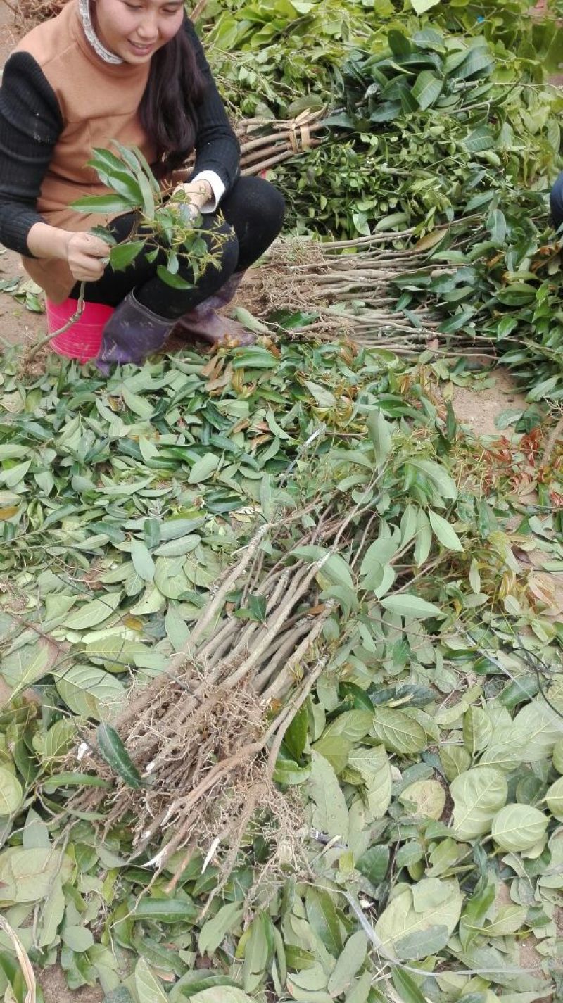 精品荔枝苗，50~80cm，保证品种，挂果率高，大量现货
