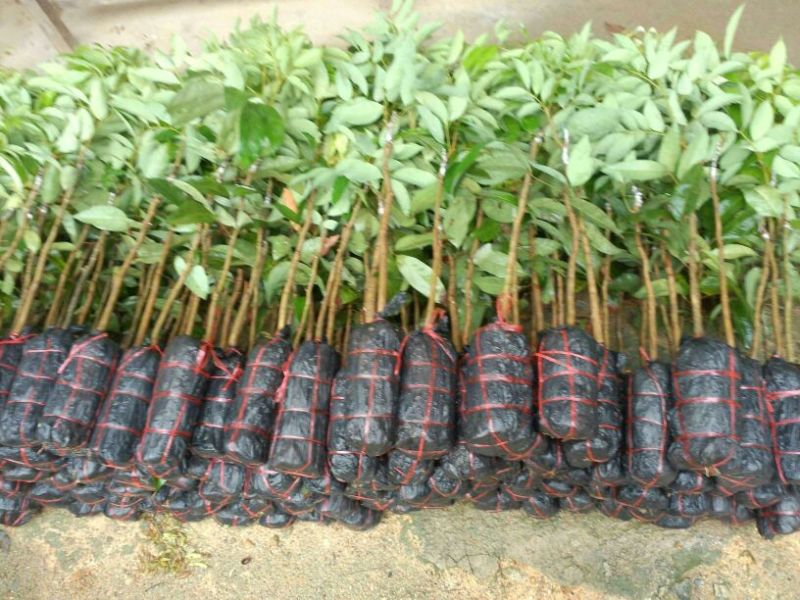 精品荔枝苗，50~80cm，保证品种，挂果率高，大量现货