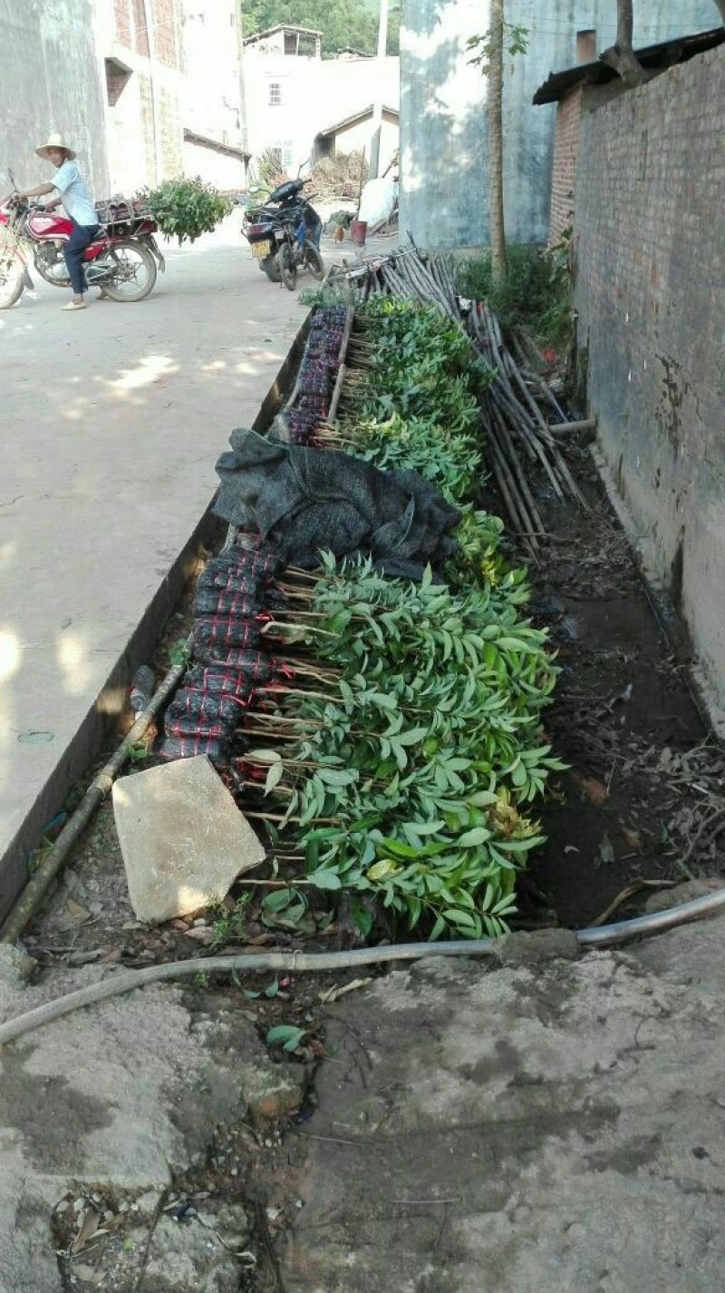 精品荔枝苗，50~80cm，保证品种，挂果率高，大量现货
