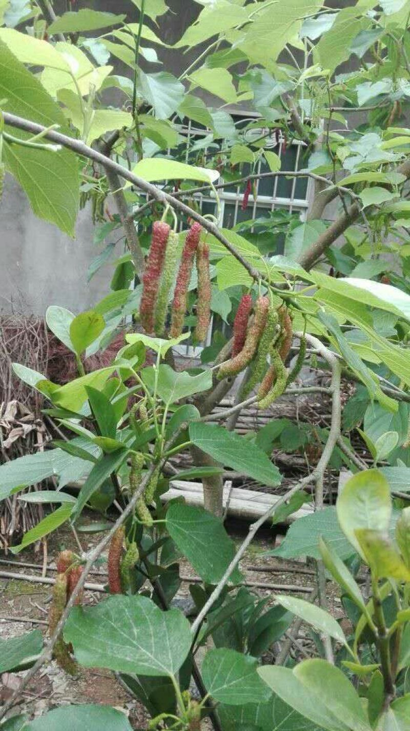 精品长果桑树苗，台湾四季长果桑，挂果多，基地现挖现发