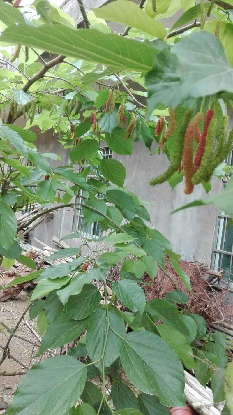 精品长果桑树苗，台湾四季长果桑，挂果多，基地现挖现发