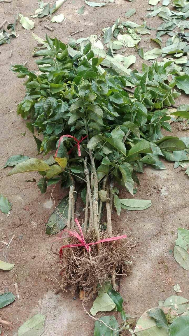 黄皮果苗30~50cmcm，品种齐全，大量现货，基地直发