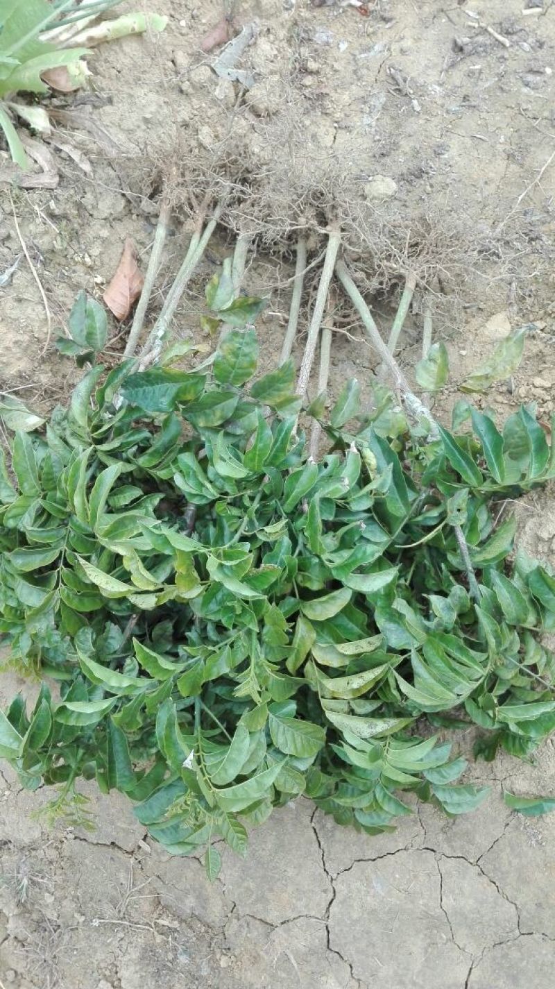 黄皮果苗30~50cmcm，品种齐全，大量现货，基地直发