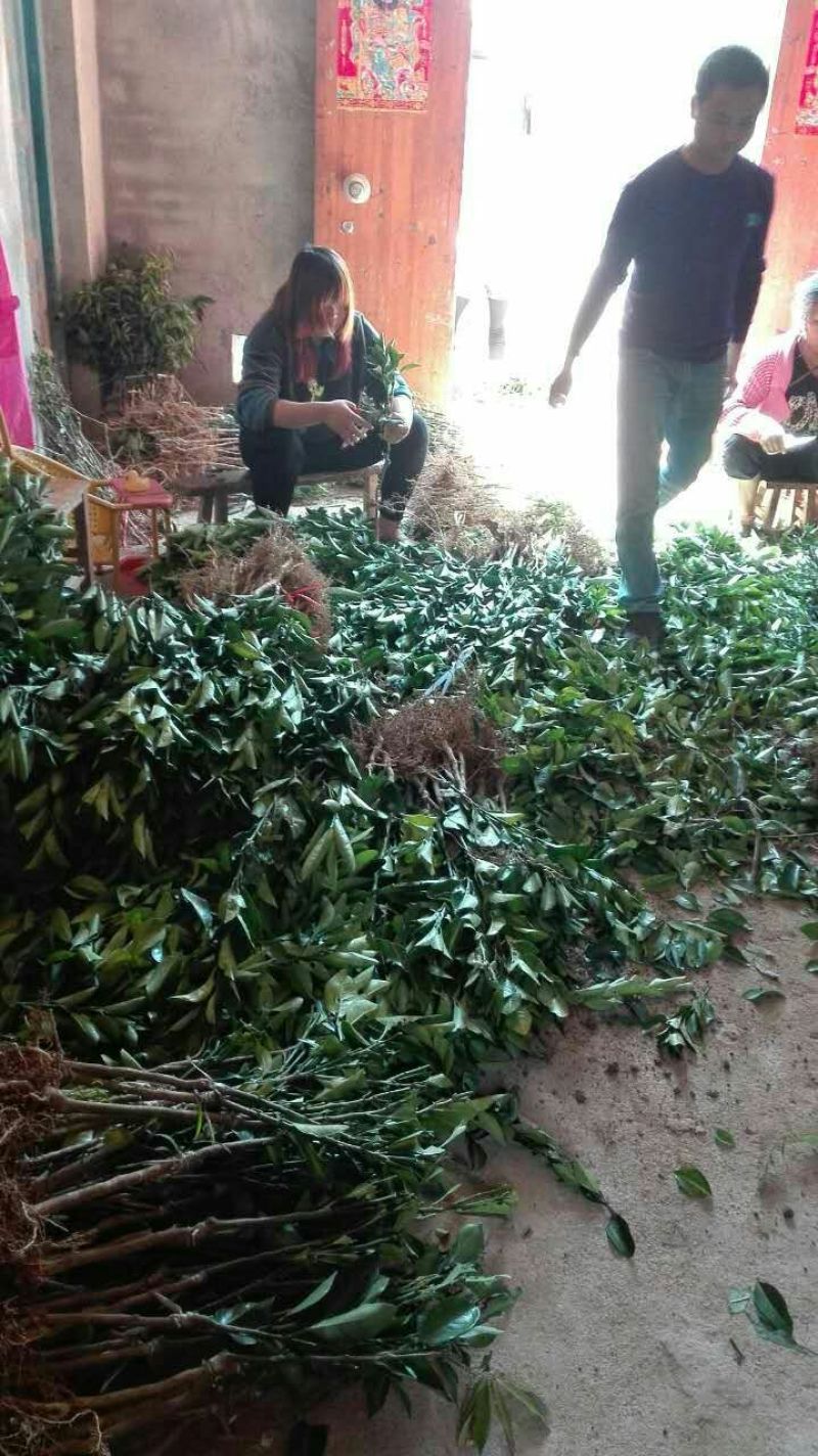 塔罗科血橙苗50~80cm