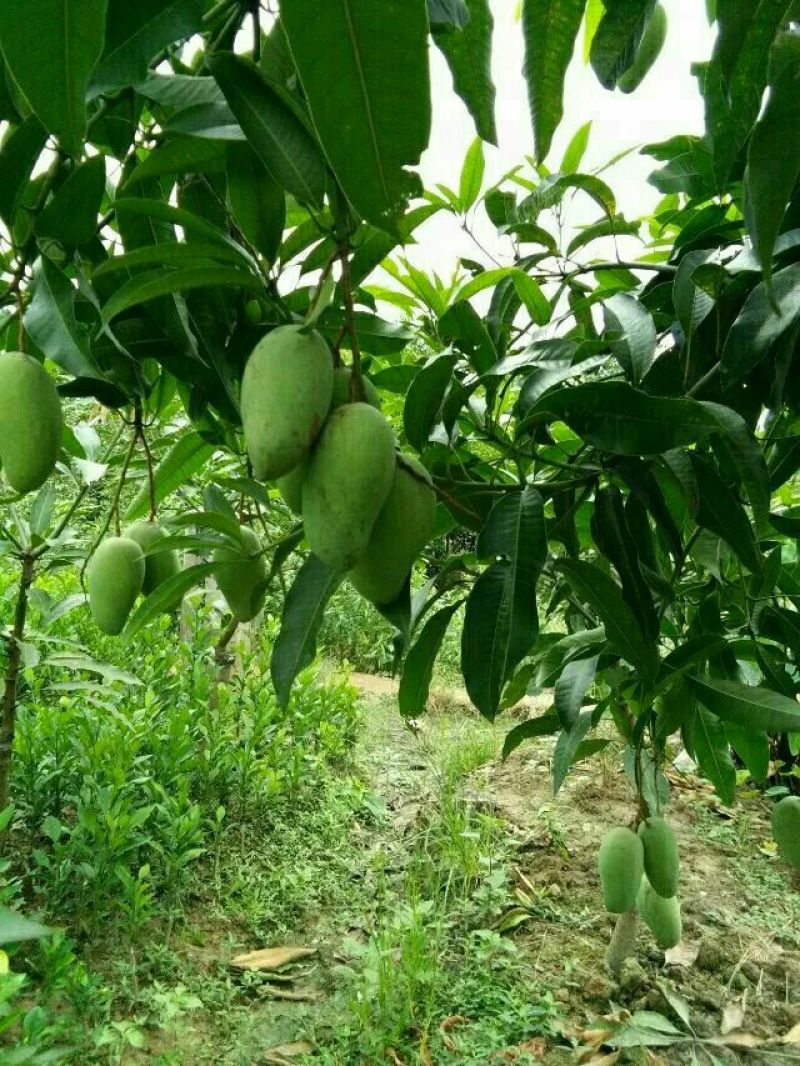 芒果苗金煌桂七台农红贵妃凯特象牙，品种齐全