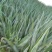 芦荟柱形20cm以上