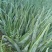 芦荟柱形20cm以上