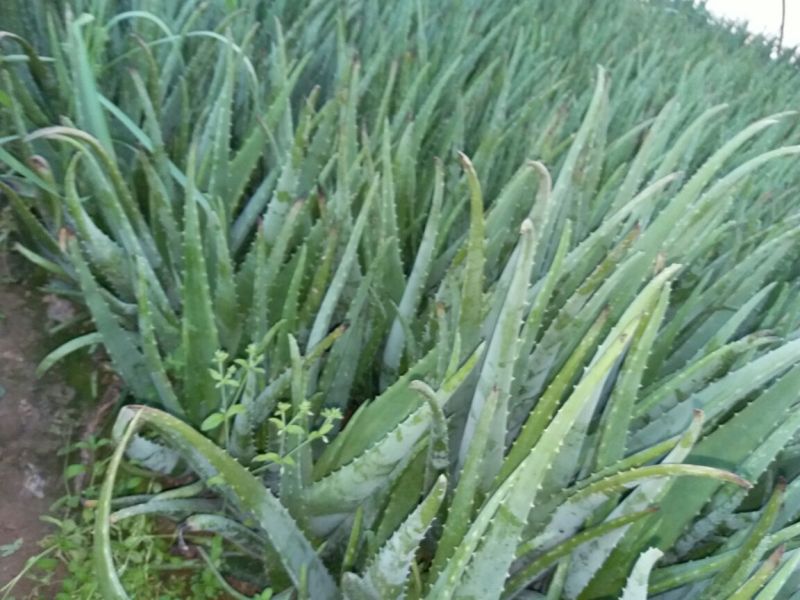 芦荟柱形20cm以上
