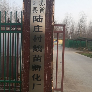 皖西白鹅苗250g以上