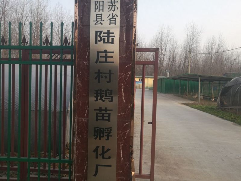 皖西白鹅苗250g以上
