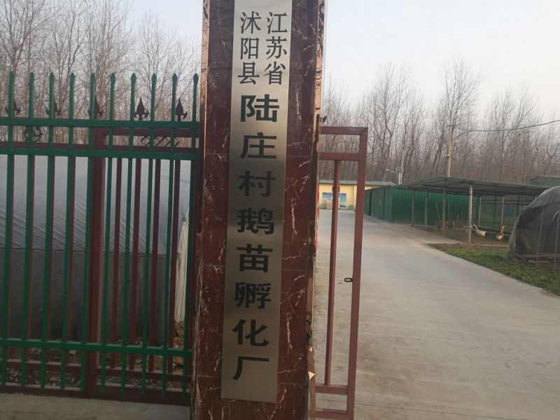 皖西白鹅苗250g以上