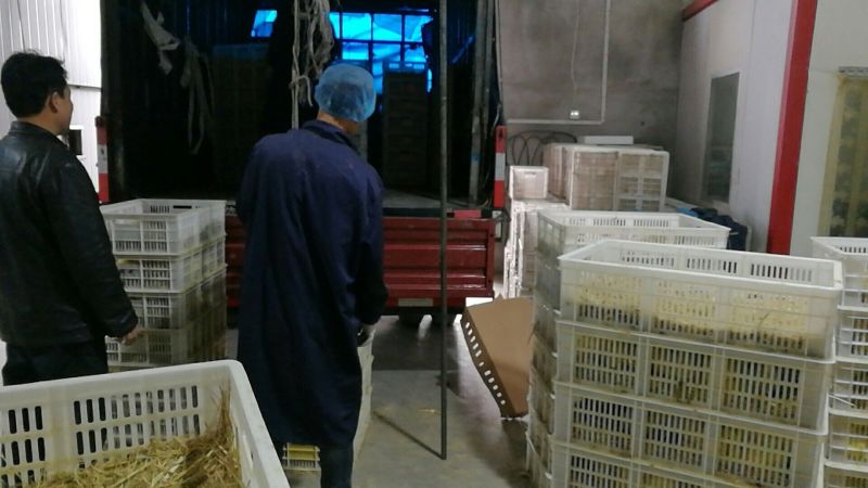 皖西白鹅苗250g以上