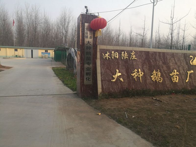 泰州白鹅鹅苗250g以上