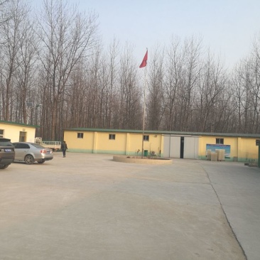 泰州白鹅鹅苗250g以上