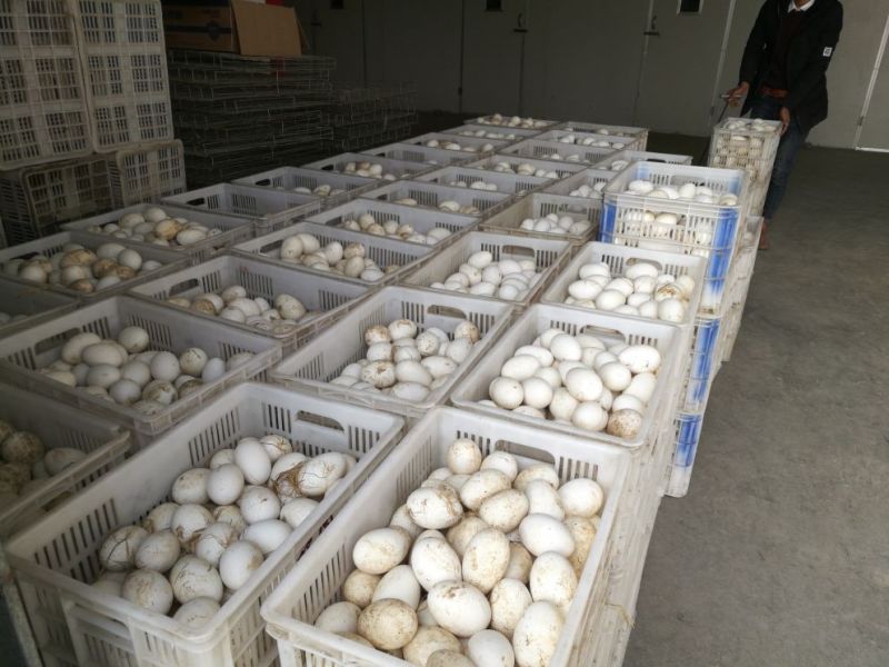 泰州白鹅鹅苗250g以上